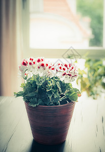 可爱的花盆桌子上的窗户客厅背景,舒适的家图片