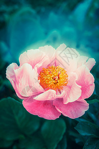 美丽的仙女粉红色的花黑暗的自然背景图片