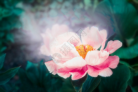 可爱的粉红色牡丹花与照明梦幻的花卉背景图片