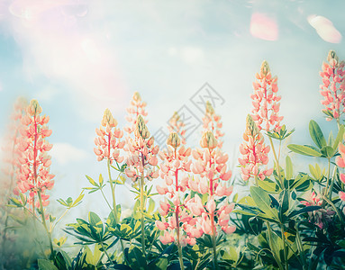 夏季美丽的花卉花园与粉蝶羽扇花盛开,户外自然背景背景图片