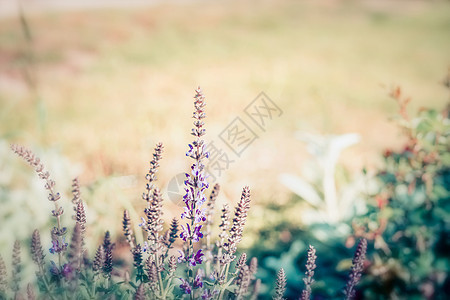 夏季自然背景与野生草本植物花卉,户外自然图片