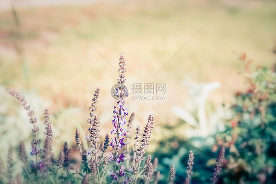 夏季自然背景与野生草本植物花卉,户外自然图片