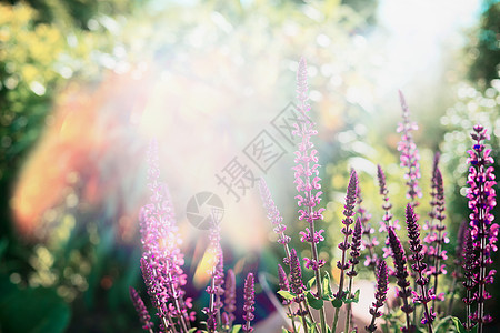 阳光明媚的夏日,户外自然背景下,花园公园里盛开着美丽的沙兰花图片