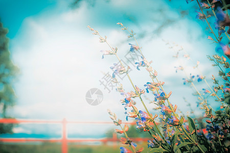 夏季自然背景与野生草本植物,草天空,户外图片