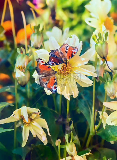两只蝴蝶花上大丽花花园里,色调图片