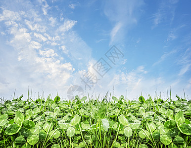 夏季枳场,自然背景图片