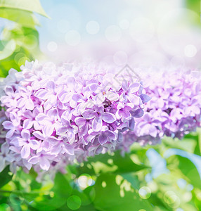 丁香花阳光下叶子模糊的背景,特写图片