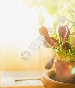 春天番红花窗户上的阳光,选择聚焦图片