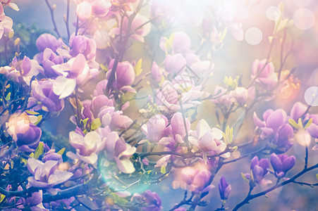 木兰春天盛开的花园,模糊的自然背景与阳光波克,色调图片