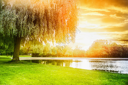 日落的光线下,池塘岸边被称为浅树图片