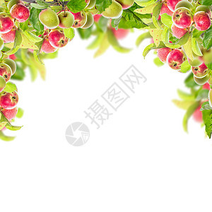 框架与苹果枝与苹果叶子,孤立白色背景上图片