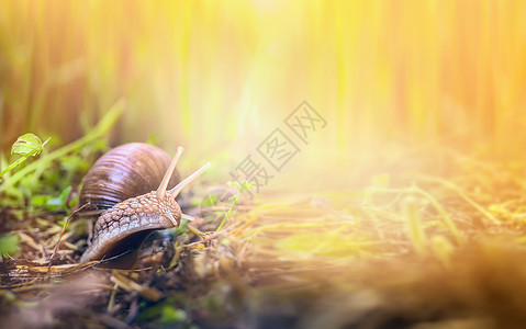 蜗牛阳光明媚的草地,横幅为网站图片