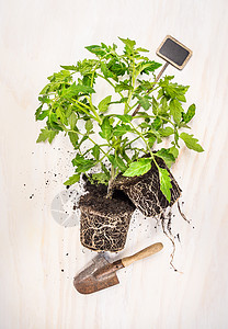 番茄植物与标志铲子白色花园桌子,顶部视图图片