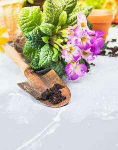 花园桌子上泥土根的花图片