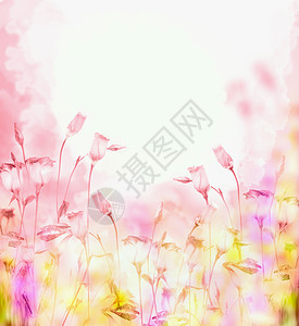 明亮的粉红色背景,铃铛花,花边图片