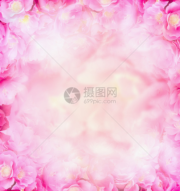 粉红色的玫瑰模糊了背景图片