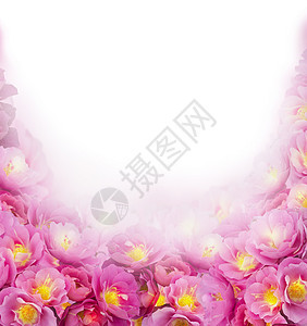 白色背景上的粉红色玫瑰,花边图片
