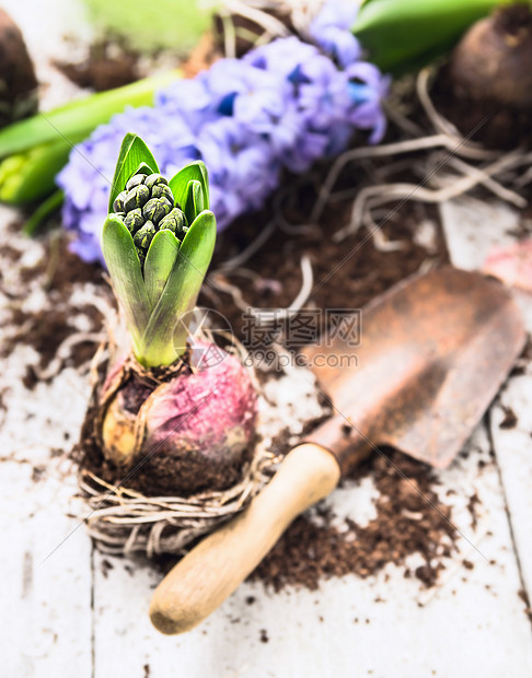 风信子球茎,根,土壤旧铲子白色木制花园桌子上,春天园艺图片