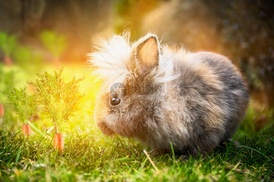 毛茸茸的复活节兔子阳光明媚的草地上,花园里胡萝卜图片