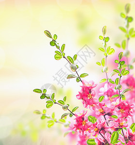 春夏自然背景与粉红色盛开的灌木丛,花卉边界图片