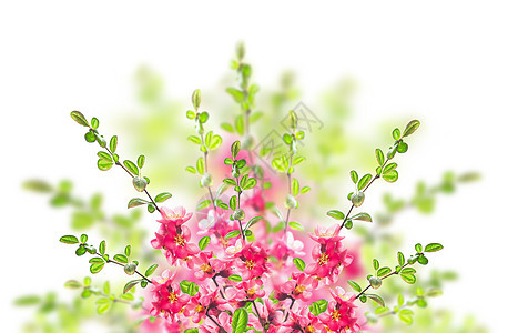 白色背景上粉红色盛开的灌木图片