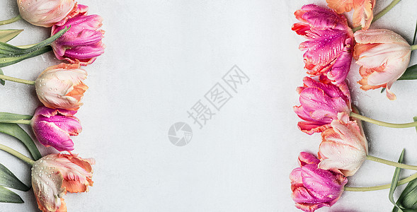 美丽的粉彩郁金香与水滴,花卉横幅,顶部视图春天的花朵图片