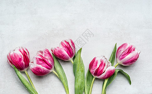 美丽的罗莎白色郁金香,浅灰色背景上的花边,顶部的景色春天的花朵图片