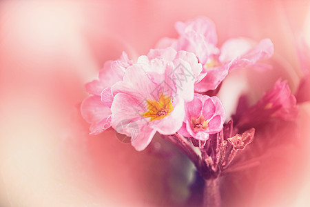 柔的粉红色花朵模糊的自然背景上图片