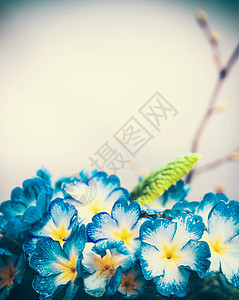 蓝色春花,特写,户外自然背景图片