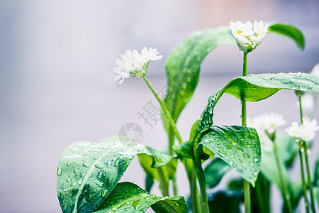 野生大蒜植物与白色盛开的im花园,户外图片