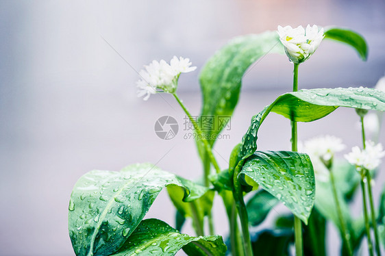 野生大蒜植物与白色盛开的im花园,户外图片