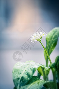 野生大蒜植物开花,户外图片