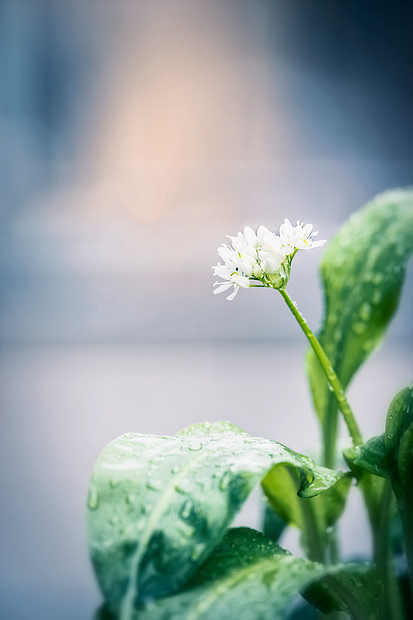 野生大蒜植物开花,户外图片