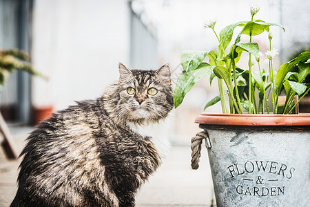 带花盆的露台上的猫,户外图片