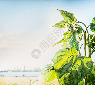 乡村户外自然背景与绿色向日葵天空背景夏天的自然图片