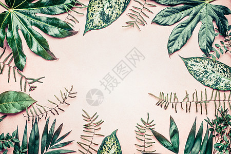 创造的自然框架,由热带棕榈蕨类植物叶子制成的背景,顶部视图图片