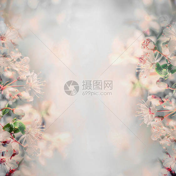 美丽的樱花花卉自然背景粉彩,框架图片