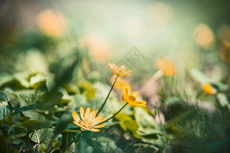户外自然背景与美丽的黄色花朵,花卉边界图片
