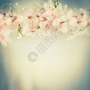 樱花,春天的花边粉彩图片