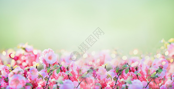 花卉与粉红色淡花绿色自然背景花园公园,户外图片