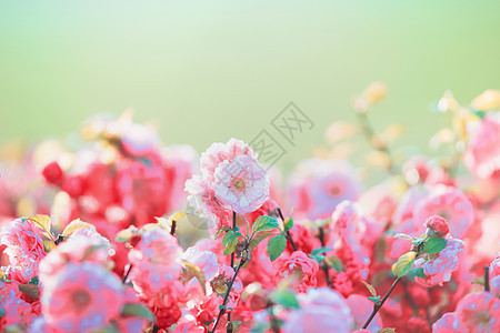 许多粉红色的浅花绿色的自然背景下,花园公园,户外,花卉边界图片