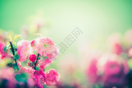 可爱的粉红色花绿色的自然背景花园公园,户外,花卉边界图片