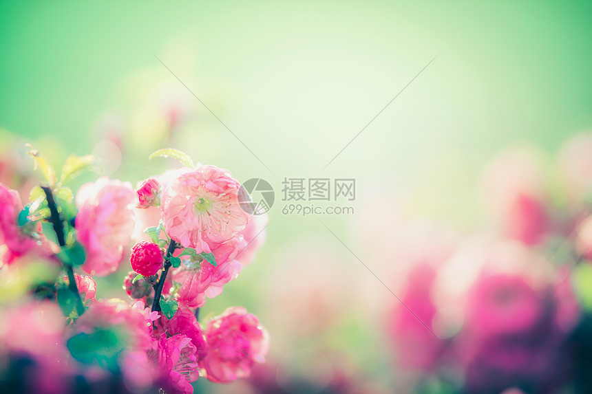 可爱的粉红色花绿色的自然背景花园公园 户外 花卉边界高清图片下载 正版图片 摄图网