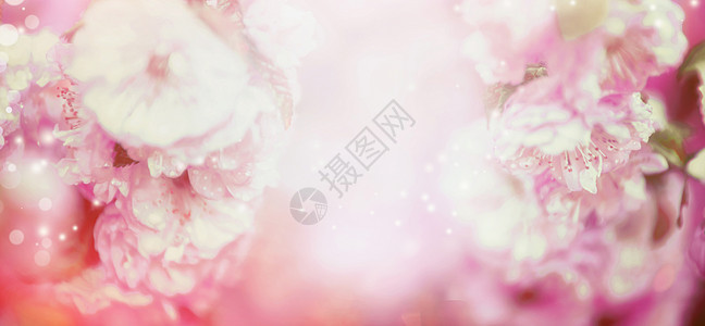 模糊的淡粉色花卉自然背景与博克,横幅图片