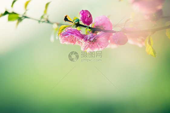 可爱的粉红色杏仁花绿色的自然背景与阳光波克,春天花园公园,花卉边界图片