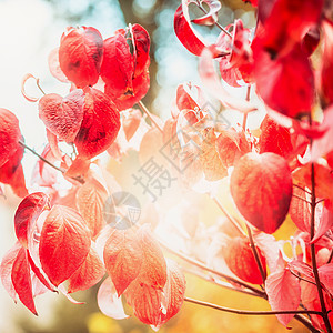 红色秋叶与阳光花园公园,秋天户外自然背景图片