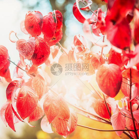 红色秋叶与阳光花园公园,秋天户外自然背景图片