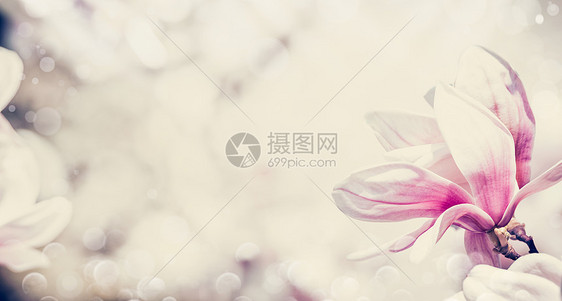 特写粉红色玉兰花,花缘,粉彩图片