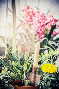 夏季花卉植物用于花园园艺工具,蕨类植物花苗用铲子户外室内种植图片