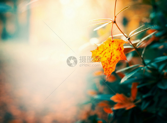 秋天的叶子花园公园,秋天的户外自然背景图片